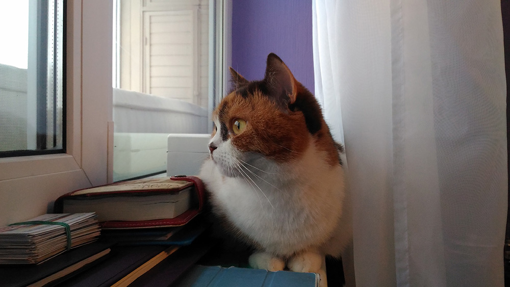 ASUS ZenFone 2 Laser