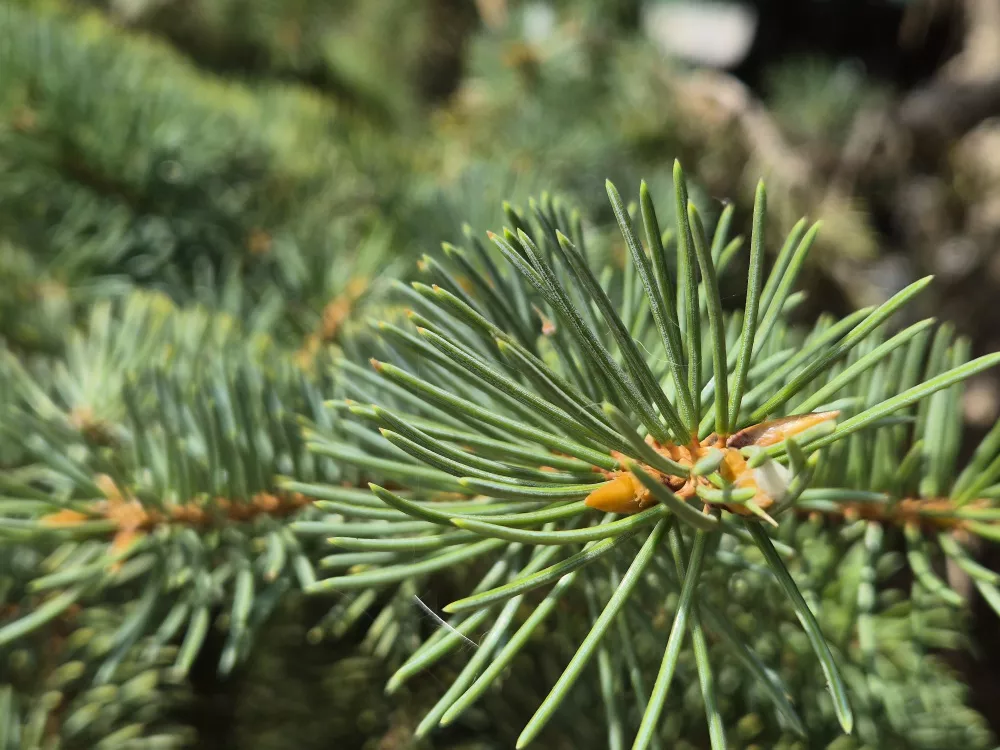 Макро, зум 2Х Макро, зум 2Х