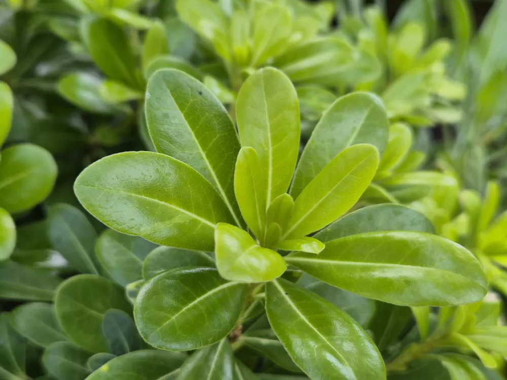 Макро, зум 2Х Макро, зум 2Х