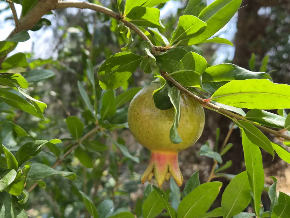 Макро, зум 2Х Макро, зум 2Х