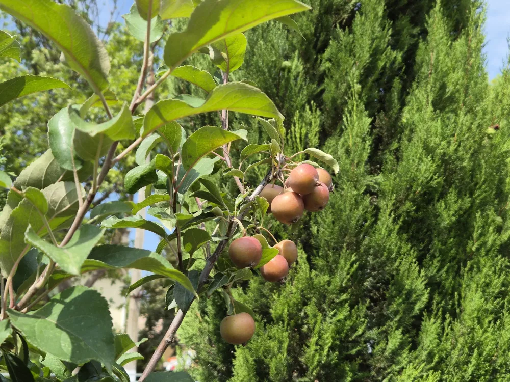 Зум 2X, день Зум 2X, день