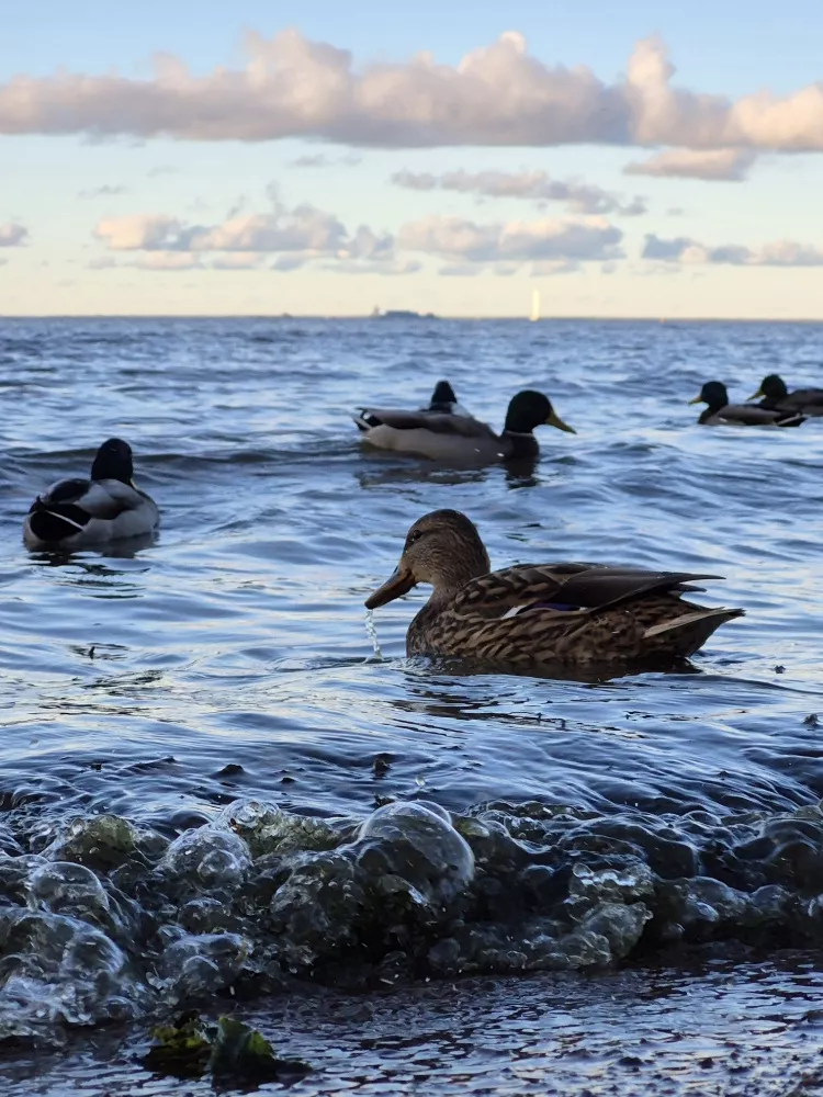 Galaxy S24 FE Galaxy S24 FE