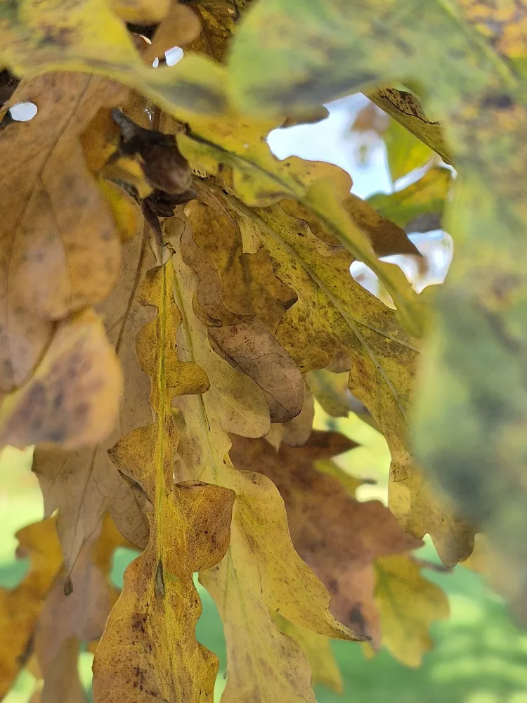 Galaxy S24 FE Galaxy S24 FE