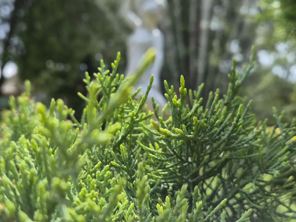 Макро, зум 2Х Макро, зум 2Х