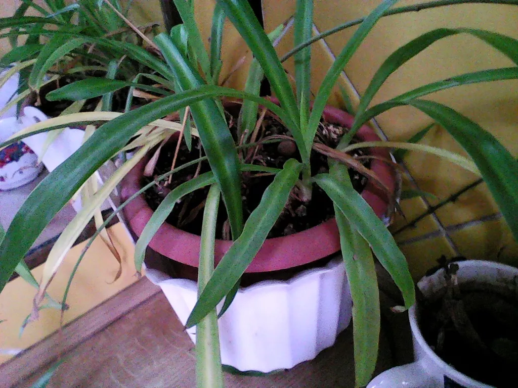 Пример фото на Bolt A79