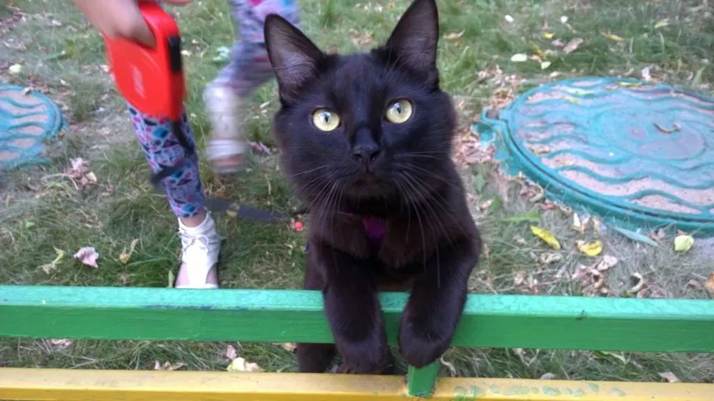 Обзор Nokia Lumia 930