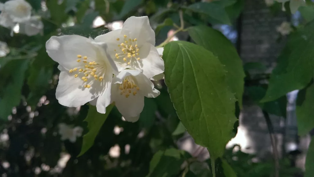 фото с камеры HTC One dual sim