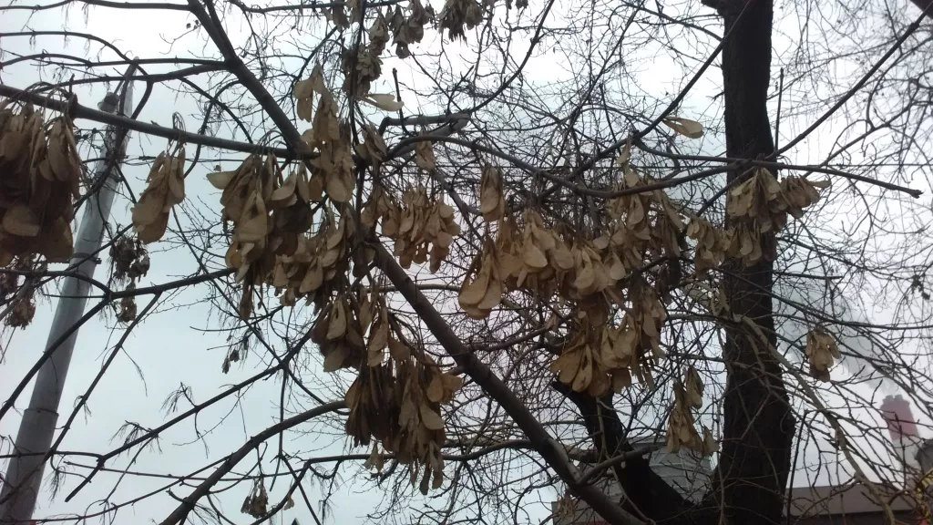 Alcatel ONETOUCH Idol 2S, примеры фото