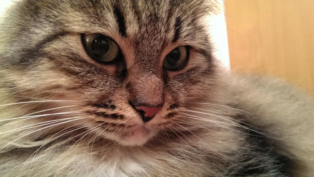 Примеры фото с HTC One mini Примеры фото с HTC One mini