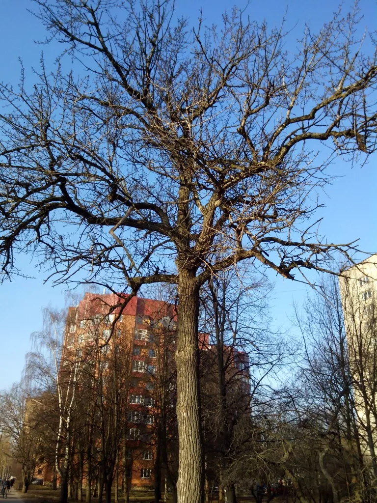 Philips Xenium W8510