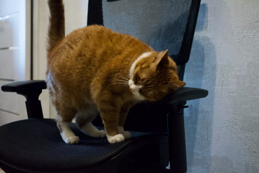 Freelancer Z9 Freelancer Z9