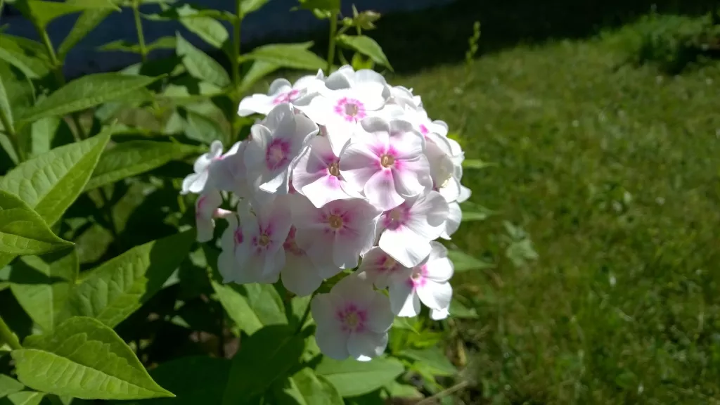 Обзор Nokia Lumia 930