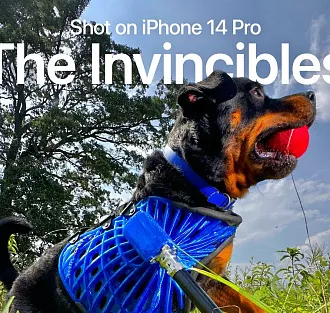 Этот ролик про iPhone 14 Pro с пёсиками растрогает до слёз абсолютно любого