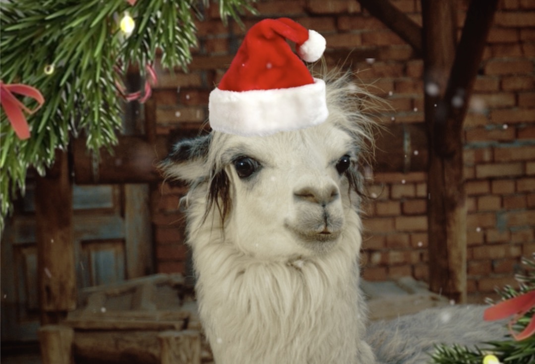 Альпака Шарлотка из Ленинградского зоопарка стала звездой роликов о безопасности от Авито