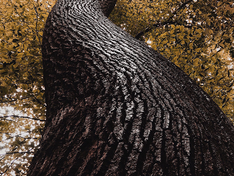 «Деревья» Дилон Вулф, США