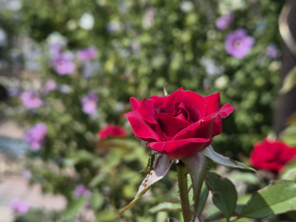 Макро, зум 2Х