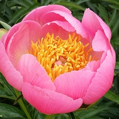 Наталья                    Сорокина