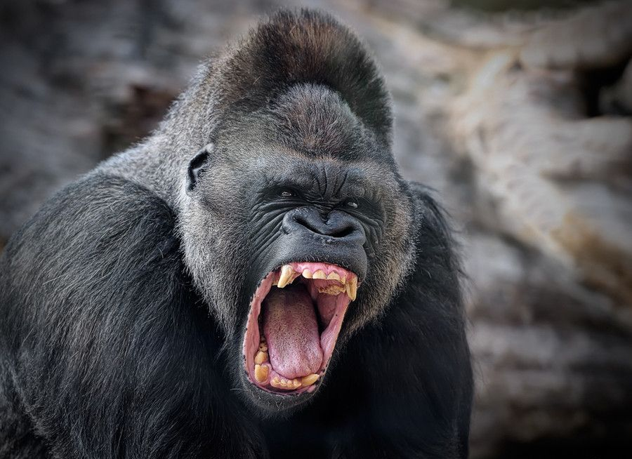 Самое сильное животное. Злая горилла. Пасть гориллы. Агрессивная горилла. Горилла оскал.