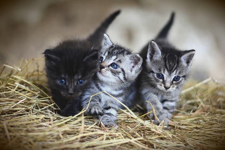 kittens-3535404__480.png
