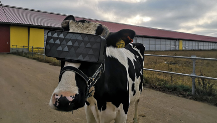 Корова в VR-очках