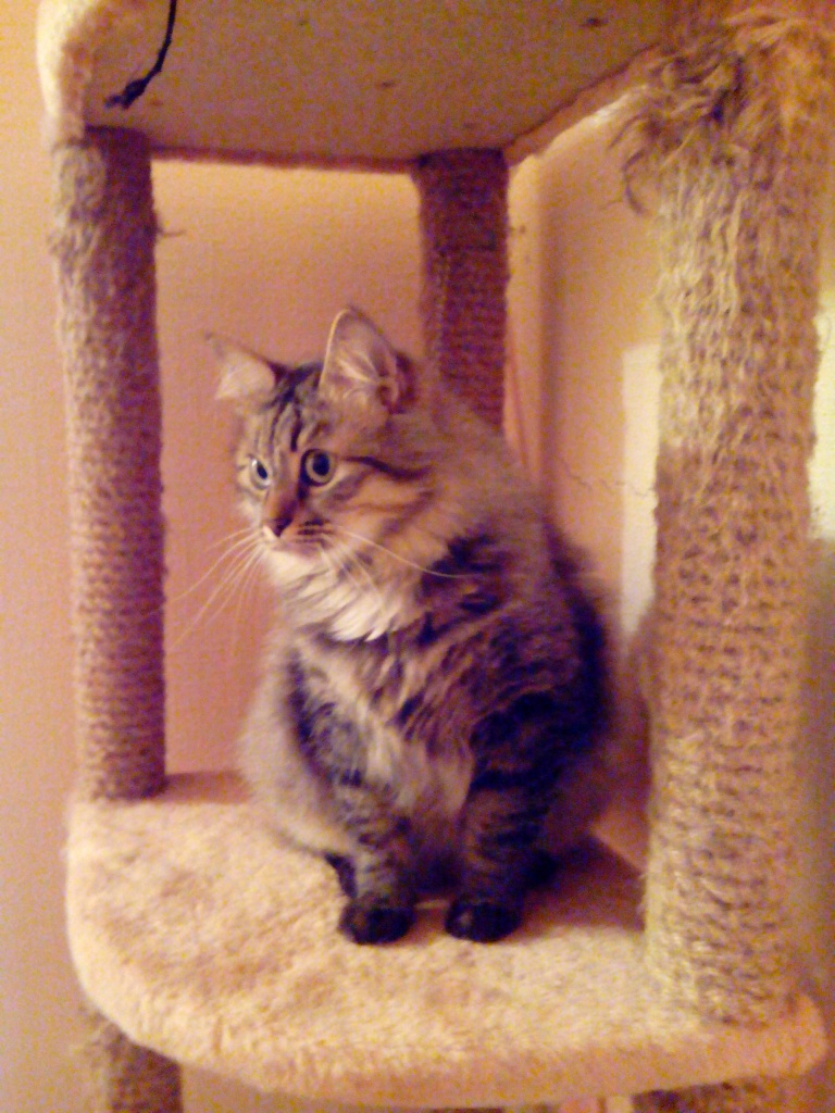 ФОТО С SURFPAD3