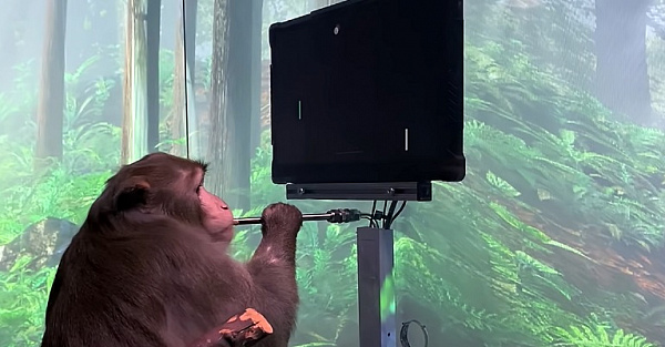 Илон Маск чипировал обезьяну и научил ее играть в пинг-понг