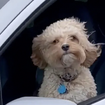Блогеры тестируют автопилот Tesla... на собаках. За такое можно и «присесть»!