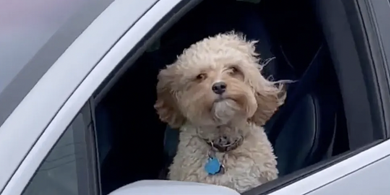 Блогеры начали сажать за руль Tesla… собак. За такое можно и «присесть»!