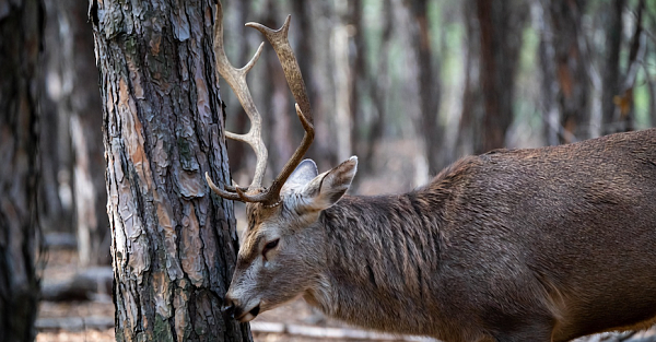 Ученые: лесные олени светятся сами и заставляют светиться всё вокруг себя (фото)
