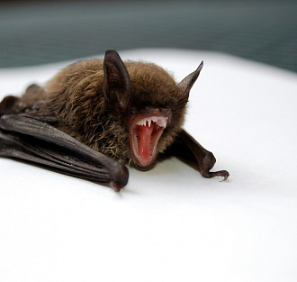 Apple исправила жуткую ошибку Vision Pro, которая сделает заиками даже самых смелых