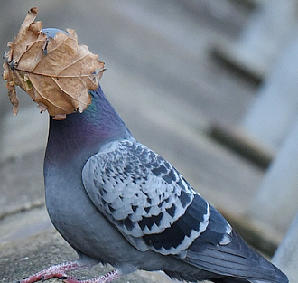 Голубь-лузер, приветливая муха, танцующие медведи и другие финалисты «Премии комедийной фотографии природы 2021»