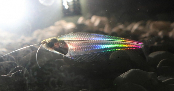 Раскрыта загадка прозрачной рыбки, которая переливается всеми цветами радуги