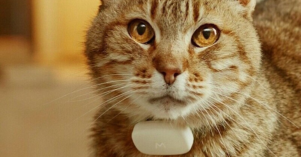 Нейросети научились помогать домашним котикам