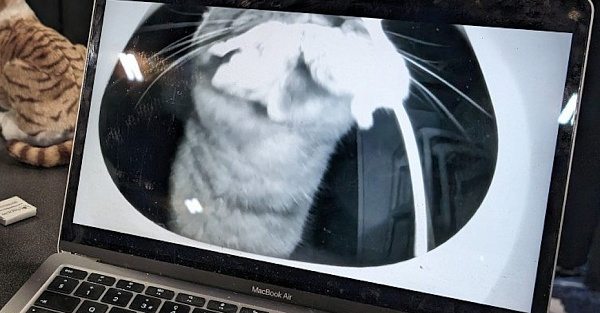 Ваш кот таскает домой дохлых мышей? Этот девайс отучит его раз и навсегда