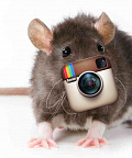 Followers. Как вычислить крысу в Instagram